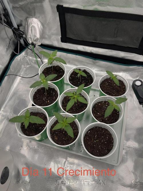 New Sweet. Week 1