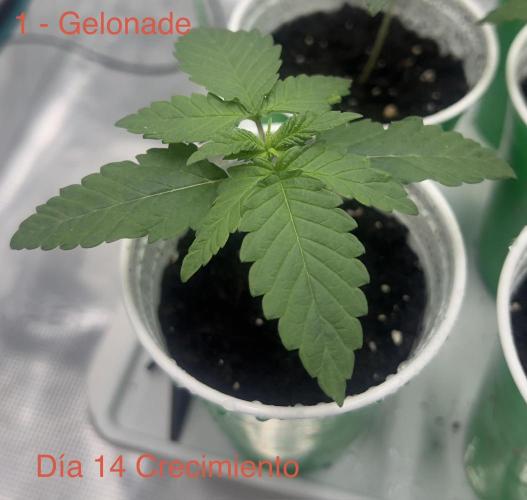 New Sweet. Week 1