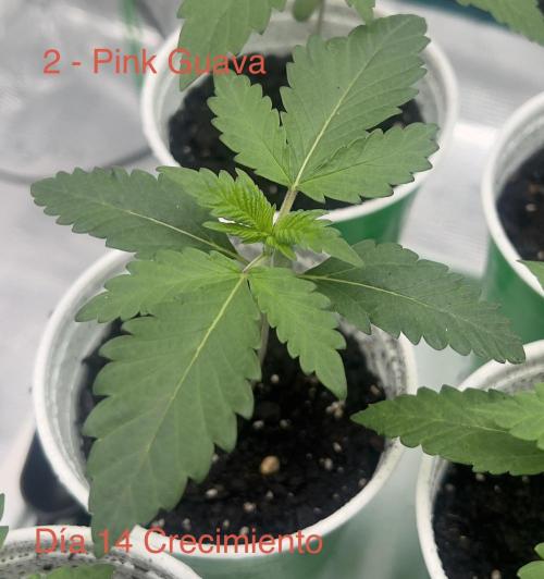New Sweet. Week 1