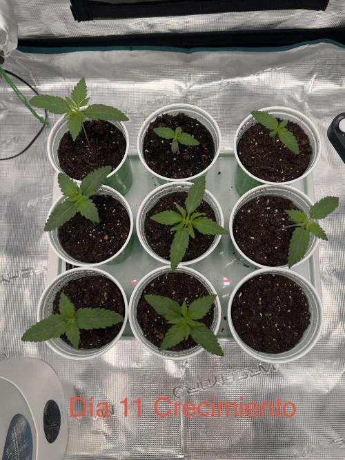 Surtido Sweet Seeds. Week 1