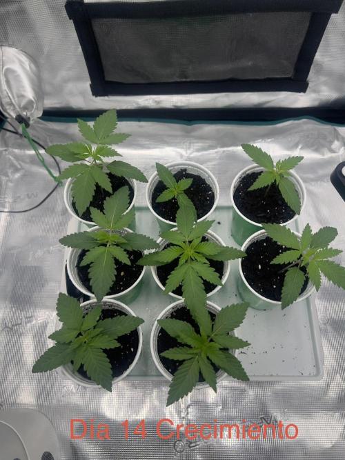 Surtido Sweet Seeds. Week 1