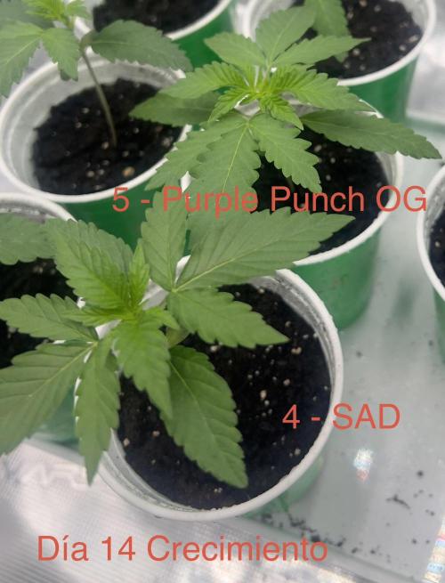 Surtido Sweet Seeds. Week 1