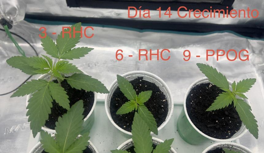 Surtido Sweet Seeds. Week 1