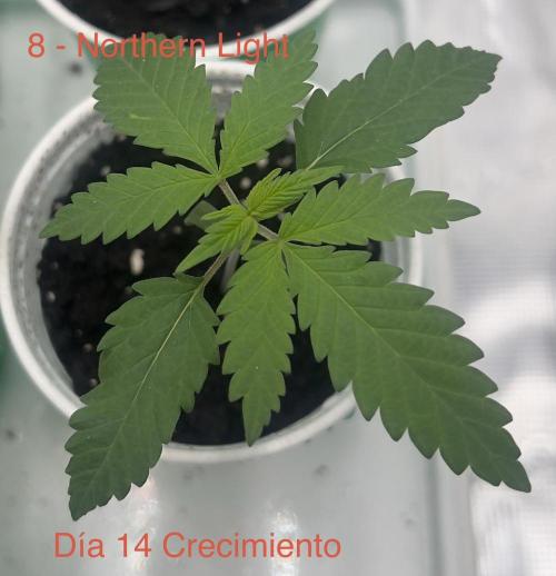 Luz del Norte. Week 1