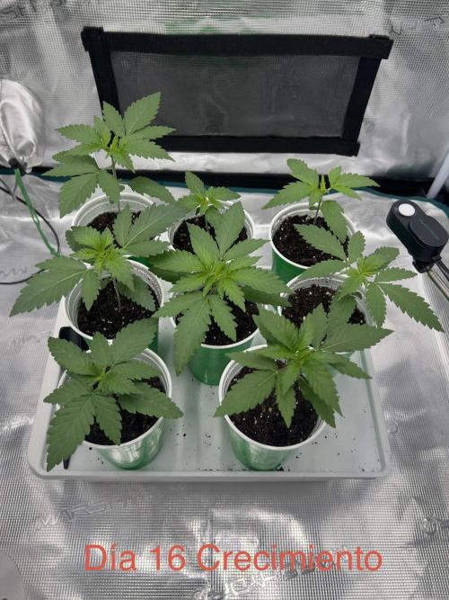 New Sweet. Week 2