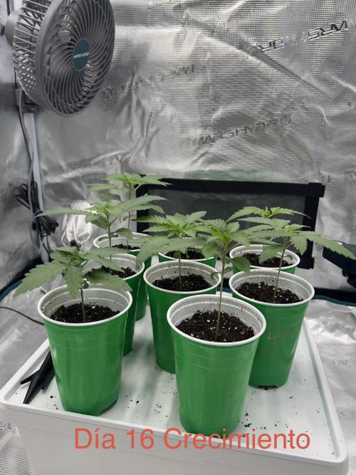 New Sweet. Week 2