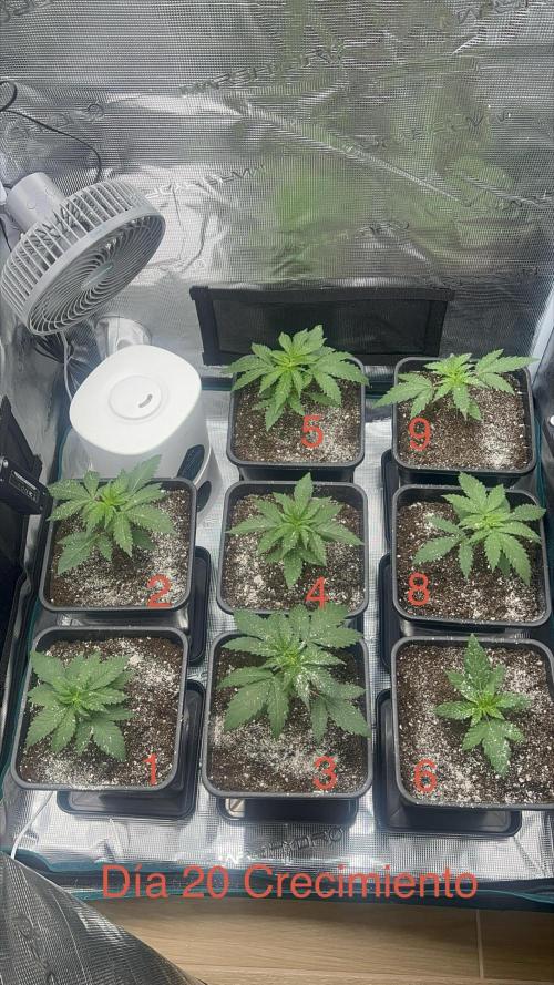 New Sweet. Week 2