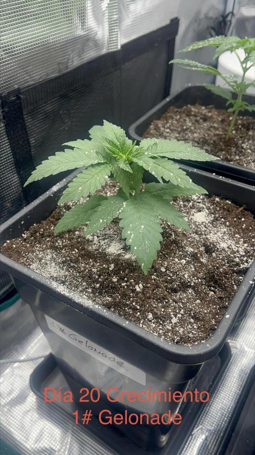 New Sweet. Week 2
