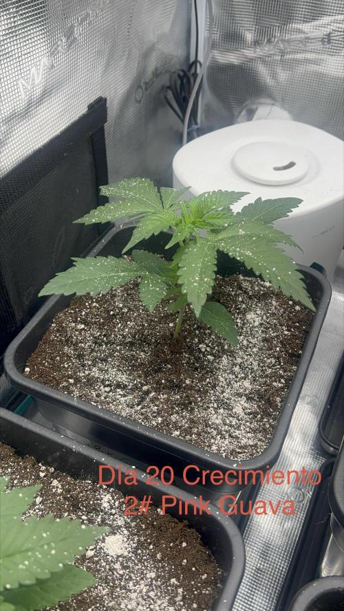 New Sweet. Week 2