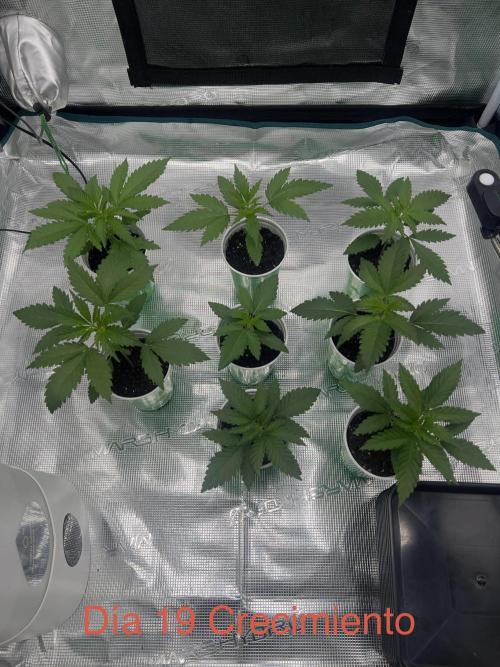 Luz del Norte. Week 2