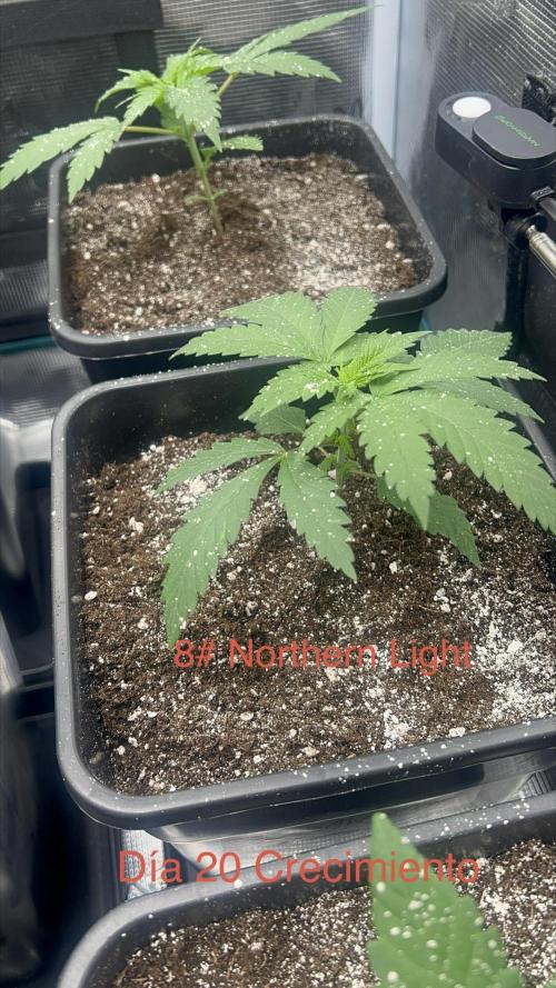 Luz del Norte. Week 2