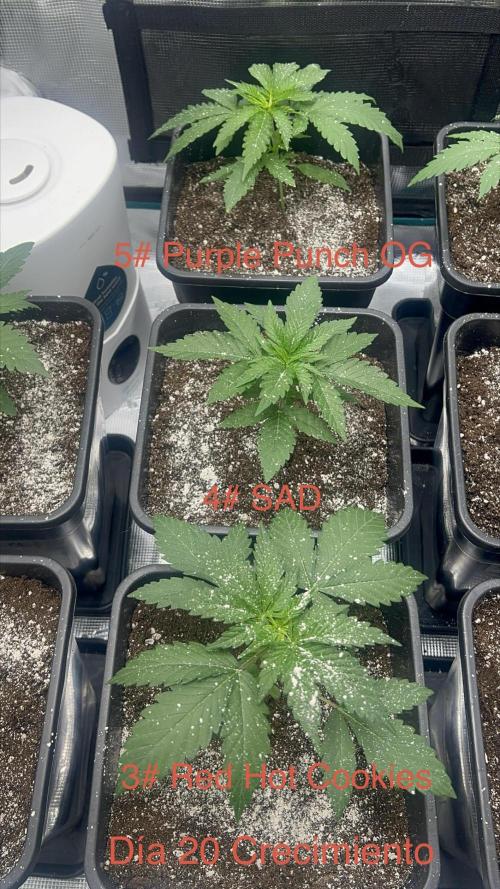 Surtido Sweet Seeds. Week 2