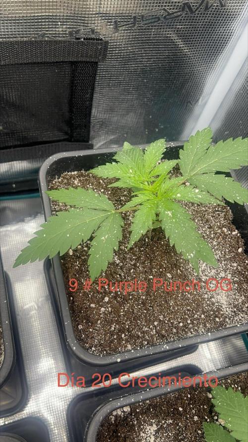 Surtido Sweet Seeds. Week 2