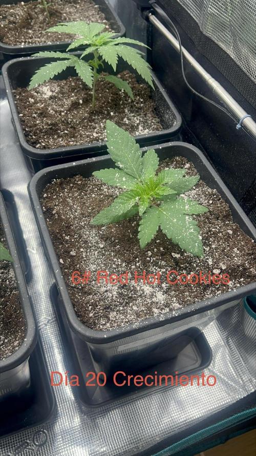 Surtido Sweet Seeds. Week 2