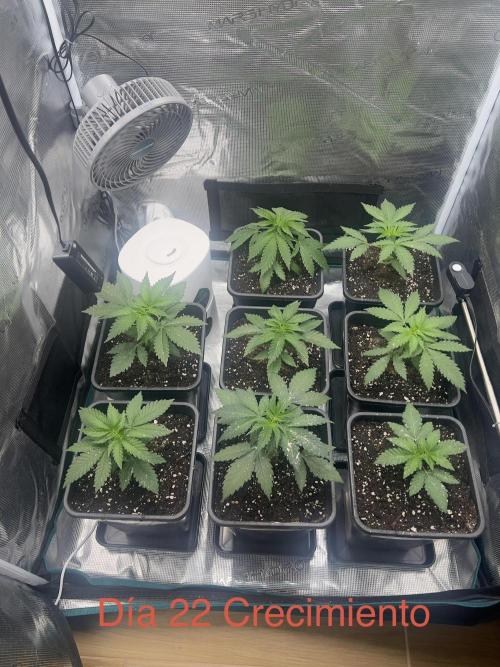 New Sweet. Week 3