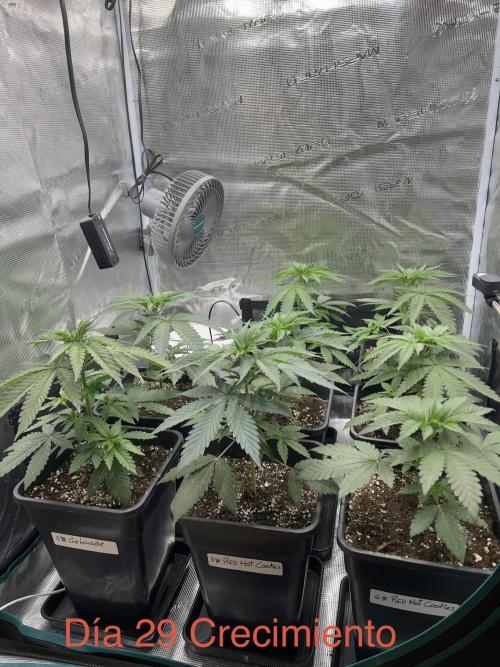 New Sweet. Week 3