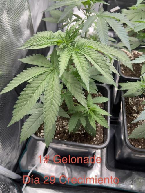 New Sweet. Week 3