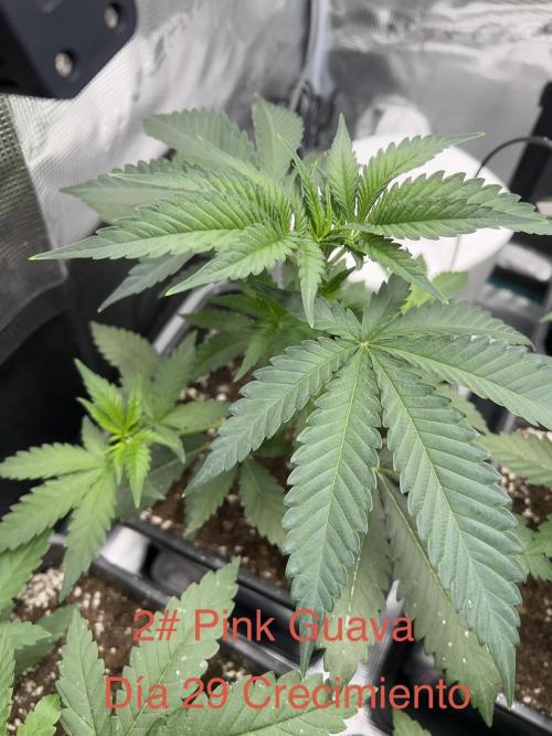 New Sweet. Week 3