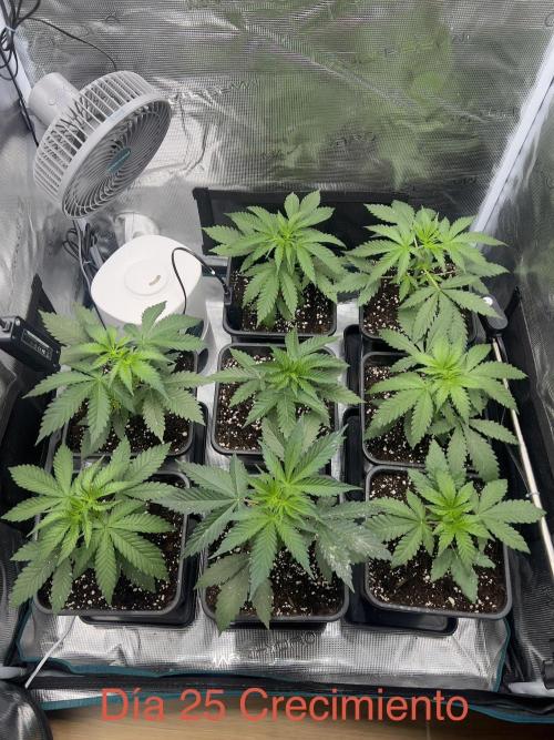 Luz del Norte. Week 3