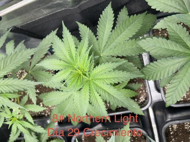 Luz del Norte. Week 3