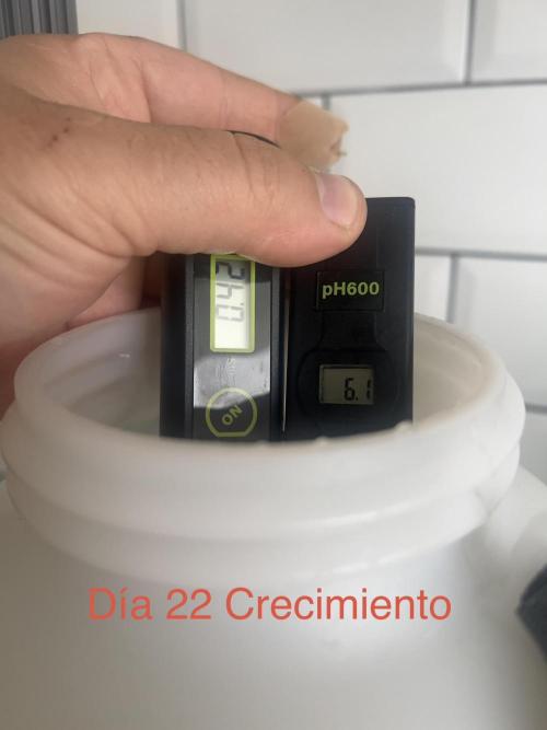 Surtido Sweet Seeds. Week 3