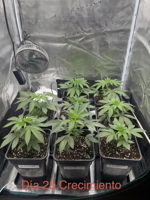 Surtido Sweet Seeds. Week 3