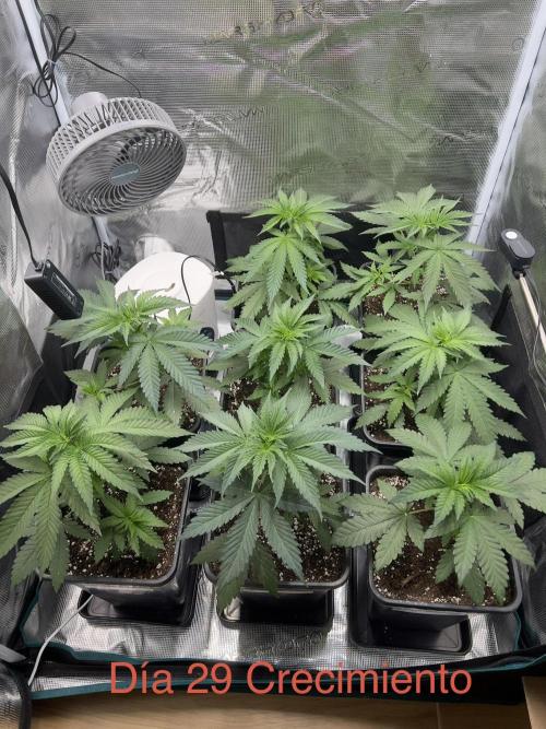 Surtido Sweet Seeds. Week 3