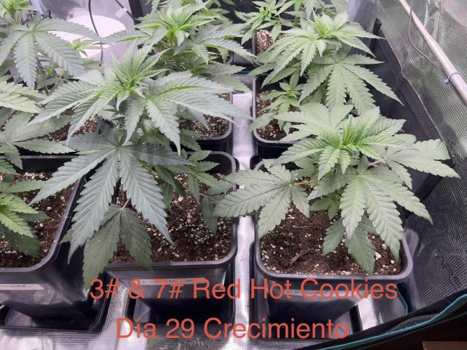 Surtido Sweet Seeds. Week 3