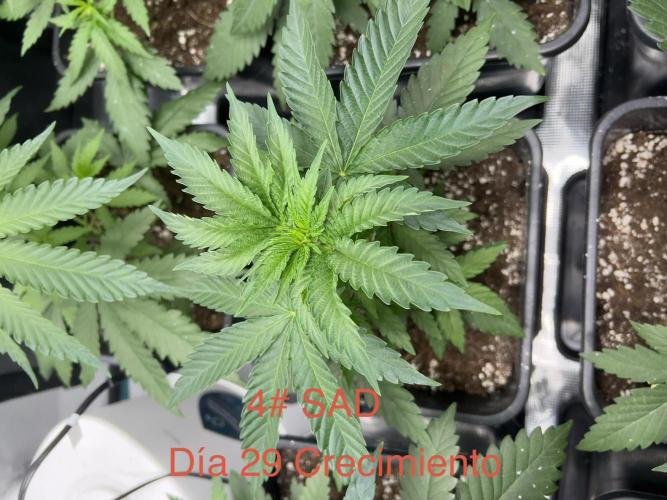 Surtido Sweet Seeds. Week 3