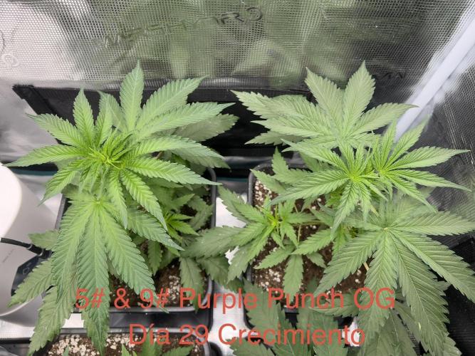 Surtido Sweet Seeds. Week 3