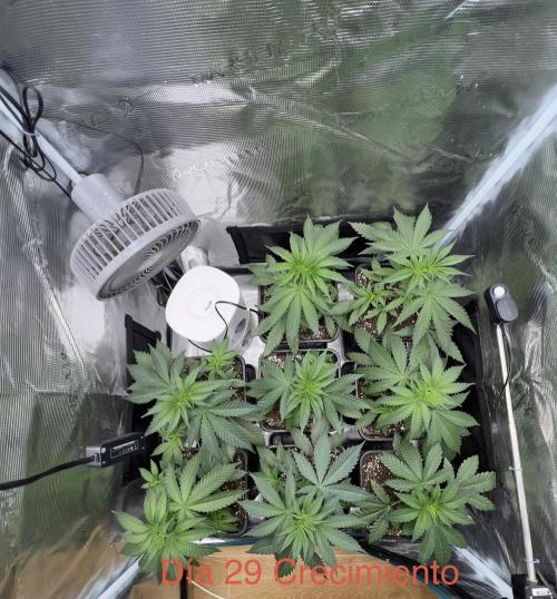 Surtido Sweet Seeds. Week 3