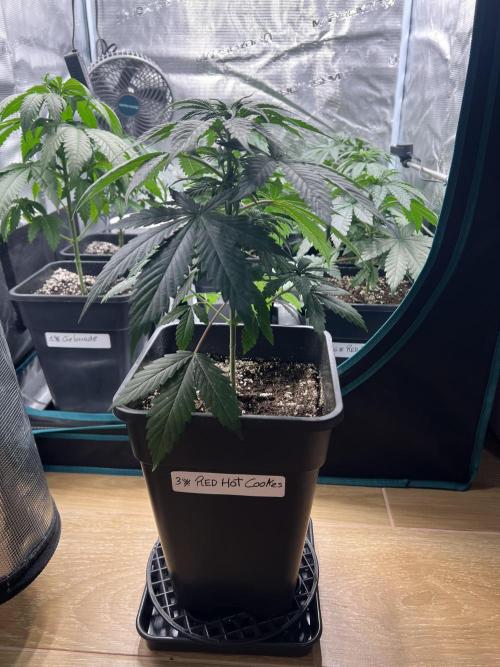 Surtido Sweet Seeds. Week 4