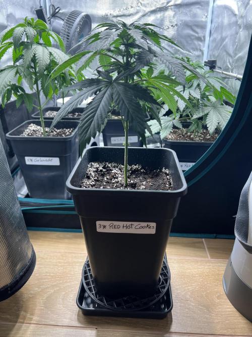 Surtido Sweet Seeds. Week 4