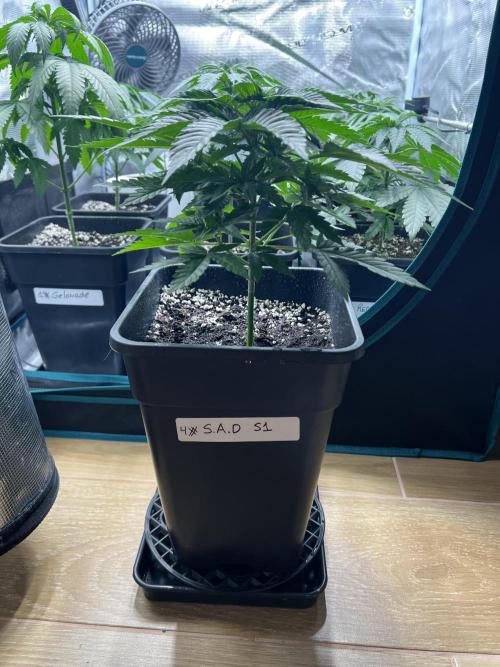 Surtido Sweet Seeds. Week 4