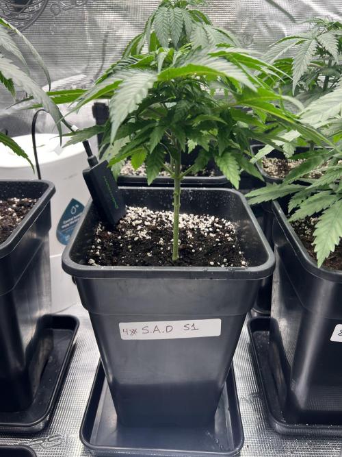 Surtido Sweet Seeds. Week 4