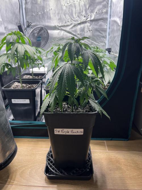 Surtido Sweet Seeds. Week 4