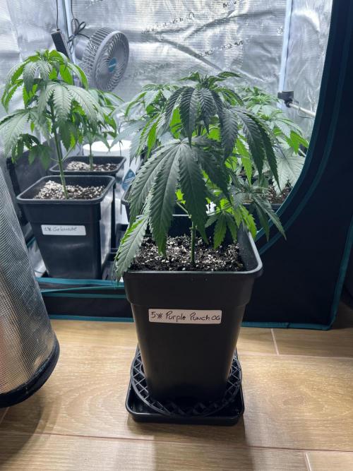 Surtido Sweet Seeds. Week 4