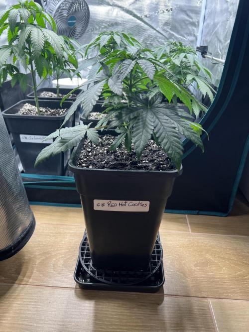 Surtido Sweet Seeds. Week 4