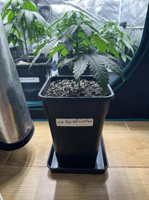 Surtido Sweet Seeds. Week 4