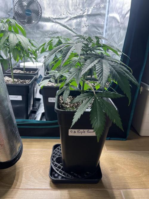 Surtido Sweet Seeds. Week 4