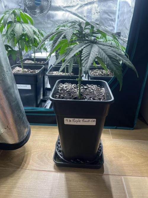 Surtido Sweet Seeds. Week 4