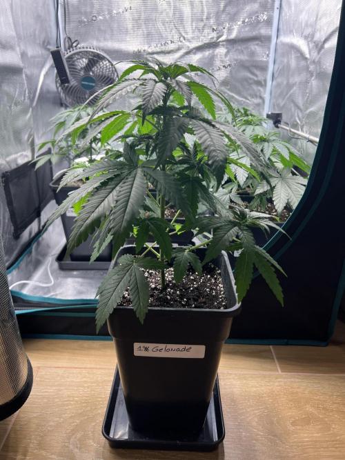 New Sweet. Week 4