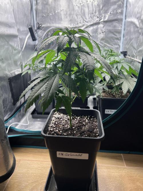 New Sweet. Week 4