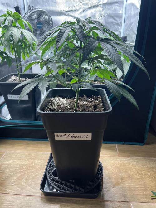 New Sweet. Week 4