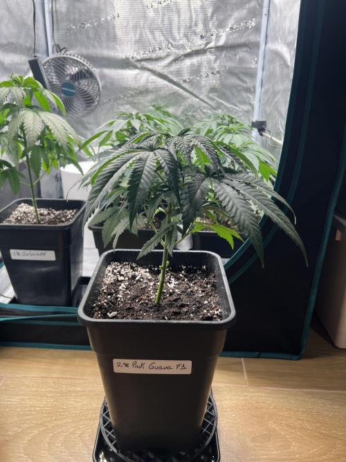 New Sweet. Week 4