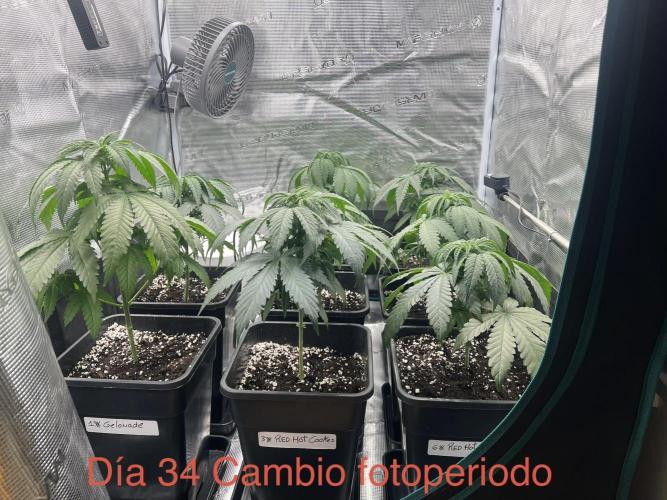 New Sweet. Week 4