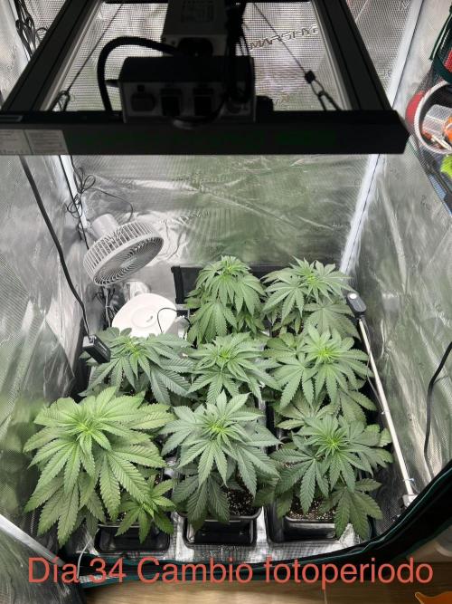 Luz del Norte. Week 4