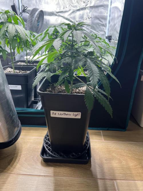 Luz del Norte. Week 4