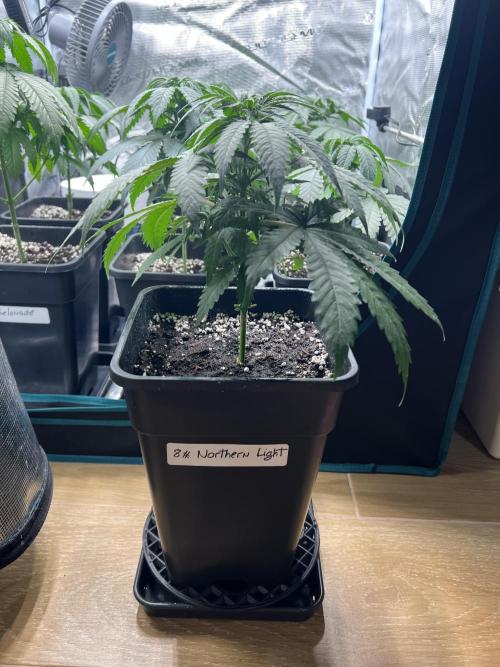 Luz del Norte. Week 4