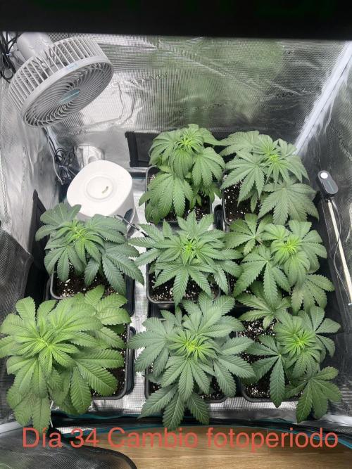 Luz del Norte. Week 4